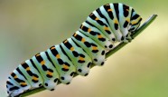 Non violent pest control