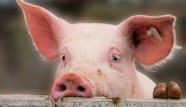 Pig mystery solved