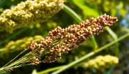 Quinoa plant