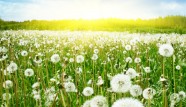 shutterstock_57804880