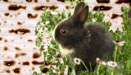 Vegan Easter Passover Mix