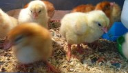 Trying to rehome the chicks...