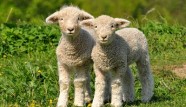 On cows and wool