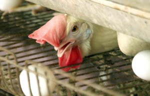 Laying hen looking at her egg